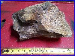 Large Wyoming Petrified Wood Log Branch Fossilized Stump Knot Eden Valley Blue