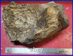 Large Wyoming Petrified Wood Log Branch Fossilized Stump Petrified Knot 20lbs