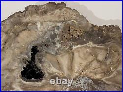 Large (aprox. 11) EXQUISITELY Preserved Polished Petrified Wood Round