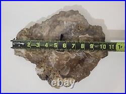Large (aprox. 11) EXQUISITELY Preserved Polished Petrified Wood Round