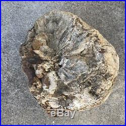Large fossilized chunk of petrified wood