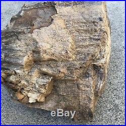 Large fossilized chunk of petrified wood