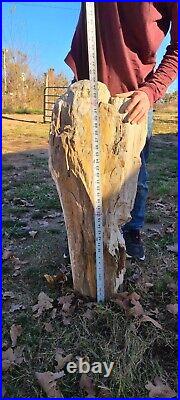 Large petrified wood log