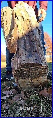 Large petrified wood log
