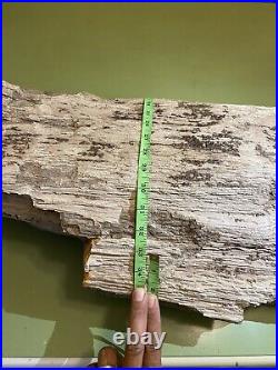 Large petrified wood log 103 Lbs