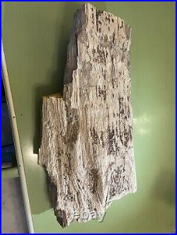 Large petrified wood log 103 Lbs