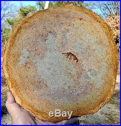 Large texas petrified palm wood polished slab