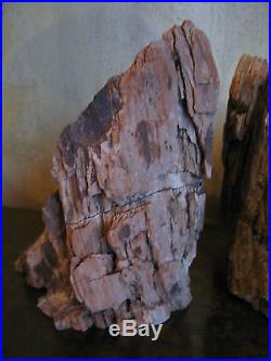 Likely Vintage Possibly Antique Petrified Wood Bookends