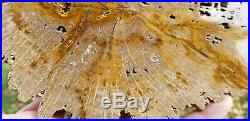 Live Oak Jasper texas Catahoula formation Polished slab Petrified wood