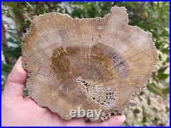 Live Oak Quecrus Virginiana Jasper County Texas Polished Petrified Wood