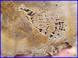 Live Oak Quecrus Virginiana Jasper County Texas Polished Petrified Wood