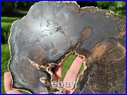 Livo Oak Polished Petrified Wood Slab Texas Pleistocene