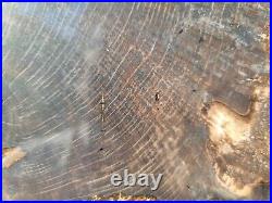 Livo Oak Polished Petrified Wood Slab Texas Pleistocene