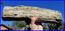Long Branch Stick Petrified wood Fossil Texas