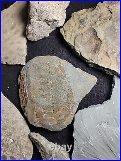 Lot of Fossil Specimens Petrified Wood Fern Teeth Bone Lot 3