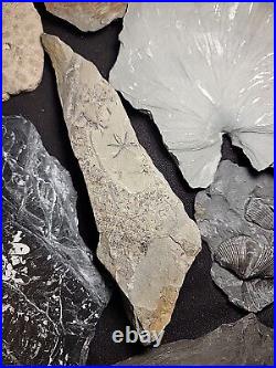 Lot of Fossil Specimens Petrified Wood Fern Teeth Bone Lot 3