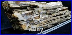 MISSISSIPPI PETRIFIED TREE TRUNK SECTION 2 FEET LONG Weight 32 pounds