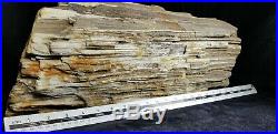 MISSISSIPPI PETRIFIED TREE TRUNK SECTION 2 FEET LONG Weight 32 pounds