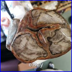 MONSTER STUNNING Petrified Wood Fossil Indonesia 10.5Kg £183 now £140 FLAWLESS