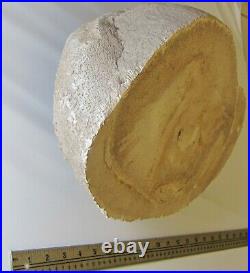 Massive 24.8 Pounds Beige Petrified Palm Wood from Texas Gulf Coast