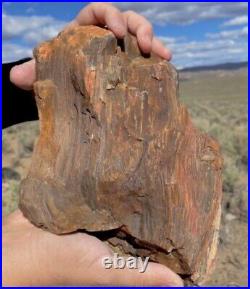 Massive Druzy Covered Petrified Agatized Opalized Wood Bark Complete Piece 7.5lb