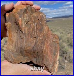 Massive Druzy Covered Petrified Agatized Opalized Wood Bark Complete Piece 7.5lb