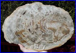 Massive Petrified Fossil Wood Slice Indonesian 14.75 inches across Ref FW14ew
