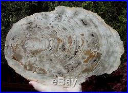 Massive Petrified Fossil Wood Slice Indonesian 14.75 inches across Ref FW14ew