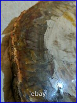 Massive Petrified Wood Tree Slab 27 Lbs 19 Diameter With Bark Compete Round Rare