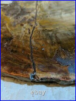 Massive Petrified Wood Tree Slab 27 Lbs 19 Diameter With Bark Compete Round Rare
