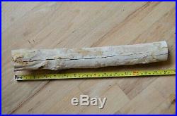 McDermitt Airport Petrified Wood Limb 14.5 in, 3.25 lbs, Polished End