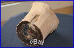 McDermitt, Oregon Petrified Wood Limb, Dug at Airport, Cut & Polished