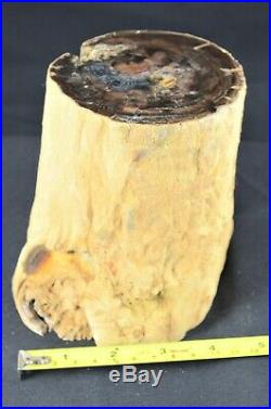 McDermitt, Oregon Petrified Wood Limb, Dug at Airport, Cut & Polished