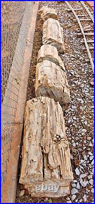 Multi-Piece Petrified Wood Limb