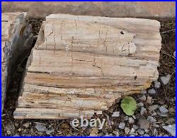Multi-Piece Petrified Wood Limb