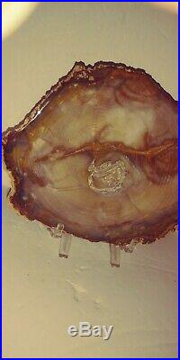 Museum Piece! Grassy Mountain Petrified Wood Polished End Cut Growth Rings 489g