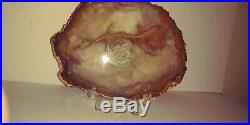 Museum Piece! Grassy Mountain Petrified Wood Polished End Cut Growth Rings 489g