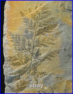 Museum huge plate very rare coal extinct fossil plant Sphenopteris kevretensis