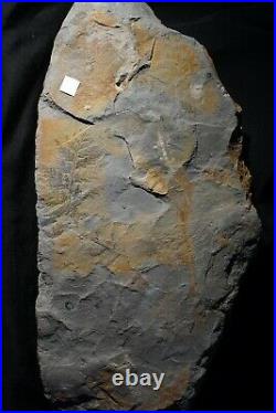 Museum huge plate very rare coal extinct fossil plant Sphenopteris kevretensis