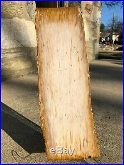 Museum quality 16 Rip-cut Petrified Wood log from Louisiana/TX border