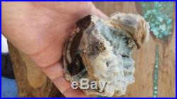 Museum quality STUNNING BLUE & GOLD Wyoming Eden Valley Petrified Wood Log