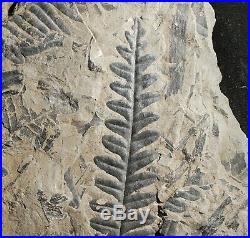 Museum quality beautiful pre dinosaur fossil fern Alethopteris bohemica Franke