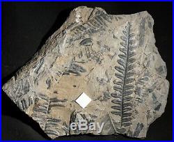 Museum quality beautiful pre dinosaur fossil fern Alethopteris bohemica Franke