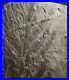 Museum_quality_extremely_rare_big_enigmatic_mystery_fossil_plant_Rhacophyllum_01_fk