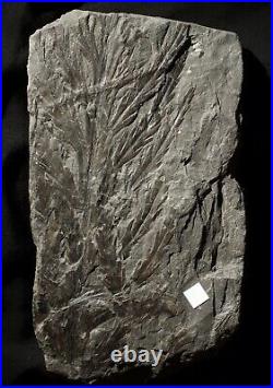 Museum quality extremely rare big enigmatic mystery fossil plant Rhacophyllum