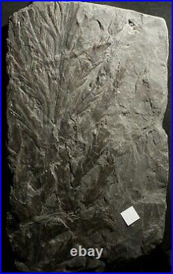 Museum quality extremely rare big enigmatic mystery fossil plant Rhacophyllum