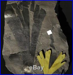 Museum quality huge complete oldest know ginkgo fossil leaf best I ever seen