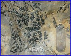 Museum quality huge pre dinosaur fossil plant fern Sphenopteris & Sphenophyllum