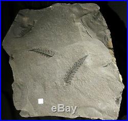 Museum quality huge specimen pre dinosaur fossil plant extinct coal age fern