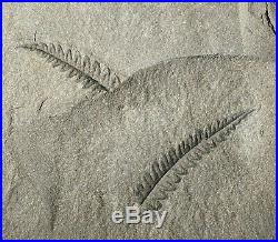 Museum quality huge specimen pre dinosaur fossil plant extinct coal age fern